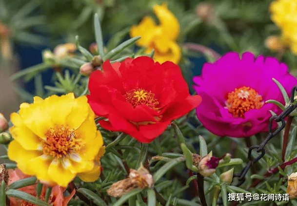 🌸新浪电影【新澳门精准资料大全管家婆料】-红枫之声：浪漫夕阳