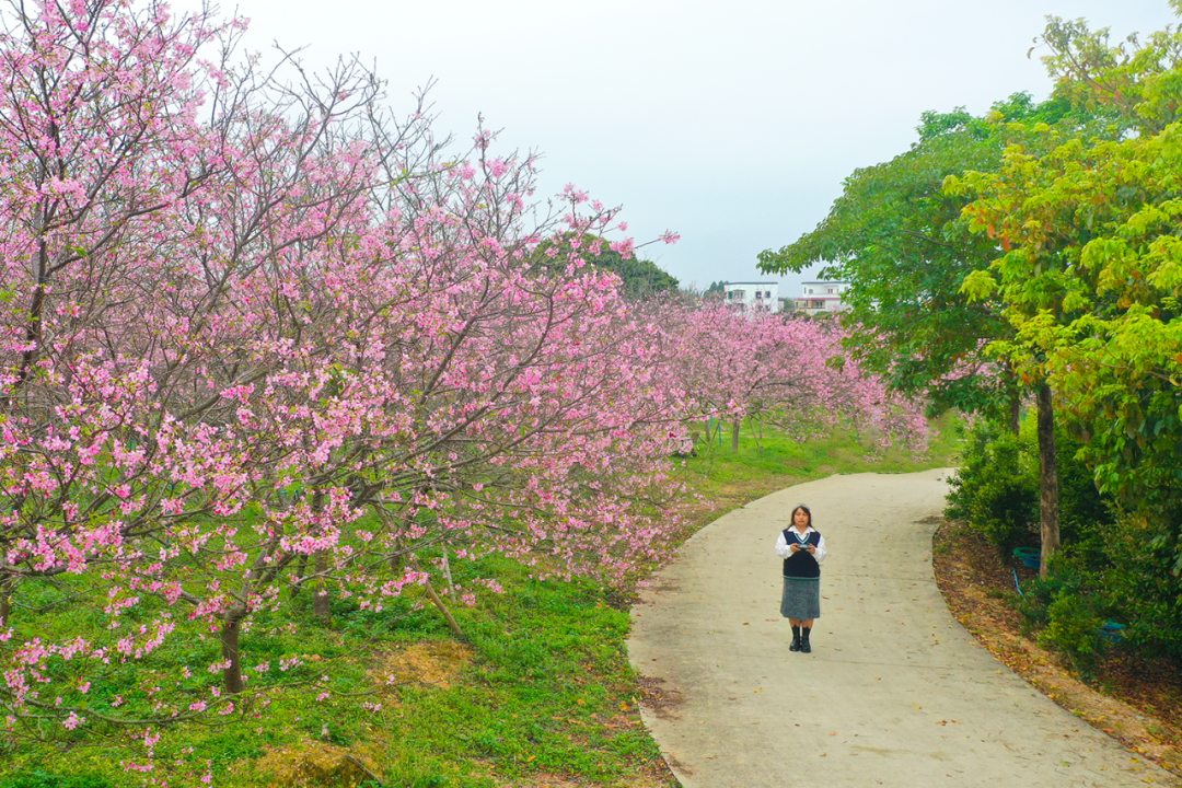 🌸小红书【澳门天天彩免费资料大全免费查询】-乌桕，又称桕树、木梓树，有4大作用，价值极高，农民朋友要了解！