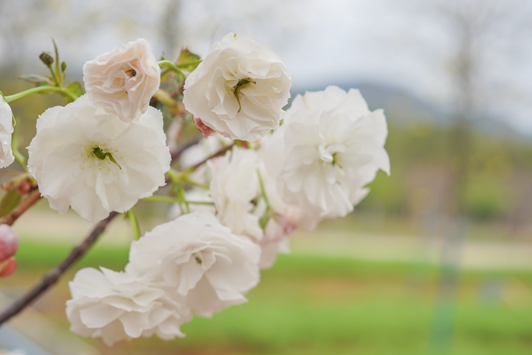 🌸电视家【今期澳门三肖三码开一码】-绣球花施肥，羊粪和鸡粪怎么选？盆栽用鸡粪，地栽用羊粪！  第2张