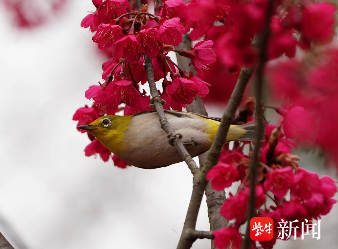 🌸网易视频【澳门一肖一码100准免费资料】-对于卤水而言陶煲、砂煲和不锈钢锅有哪些不同，对香料有什么影响