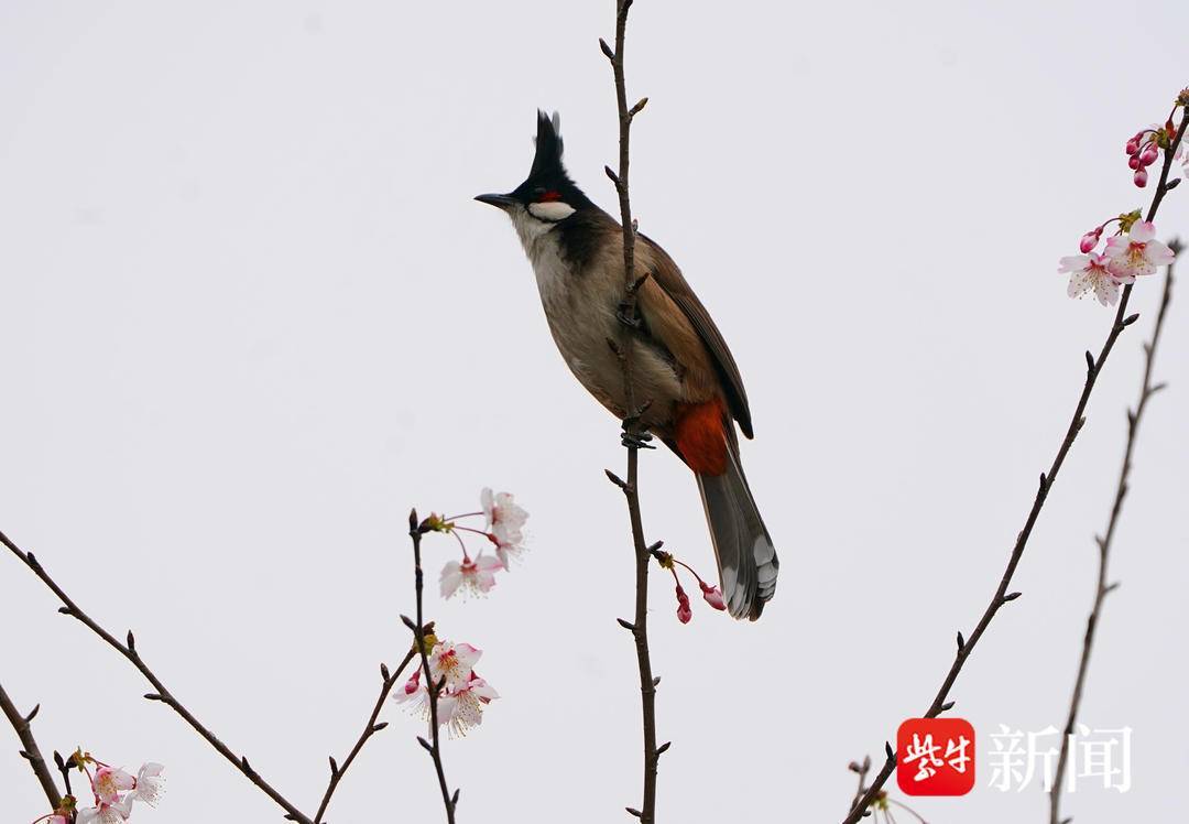 🌸小红书【澳门天天彩免费资料大全免费查询】-赠与和继承房产哪个更好  第4张