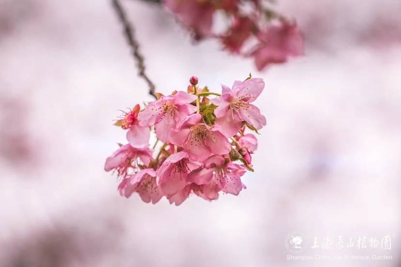 🌸京东【最准一肖一码一一子中特】-善睐物联：智能门锁物联卡带来的便捷性  第2张