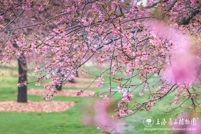 🌸豆瓣电影【新澳门一码一肖一特一中】-正月十二龙年大吉最漂亮早上好动态表情图片及早晨好动图美图大全 花蛾共舞