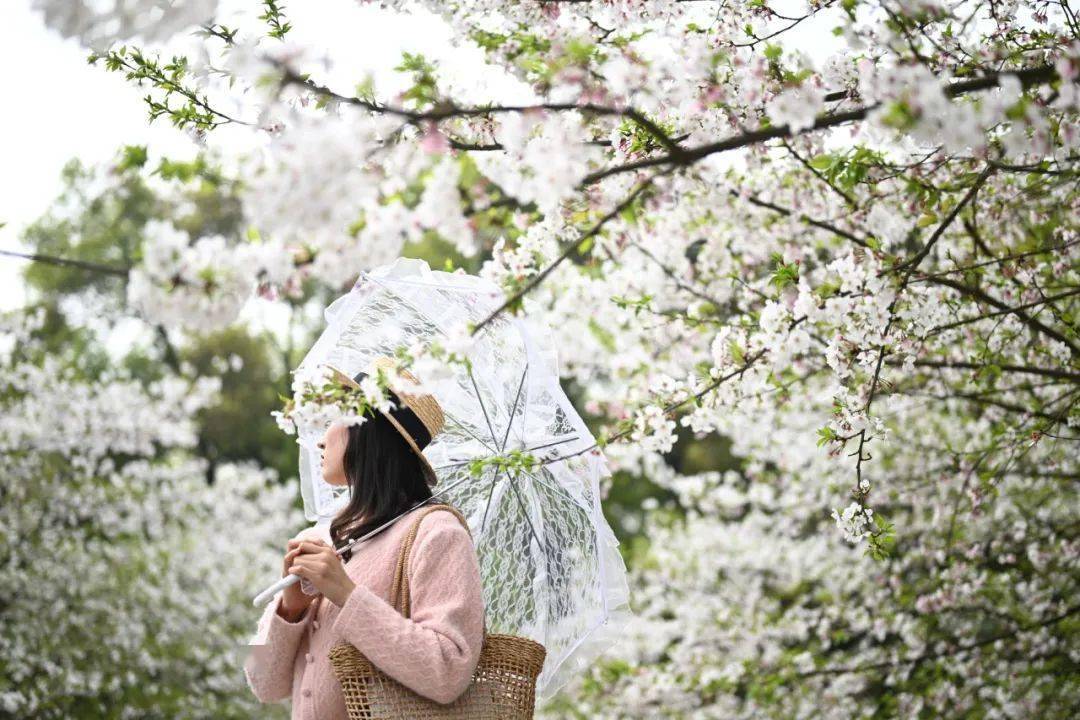 🌸龙珠直播【澳门一肖一码精准100王中王】-霍山石斛多少钱一斤，野生新鲜石斛多少钱一斤  第6张