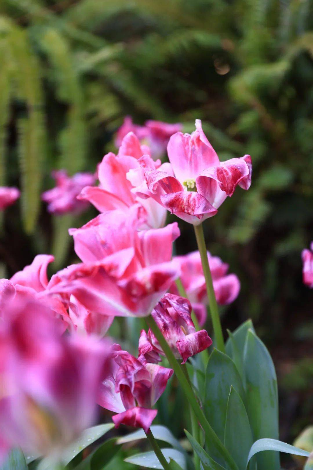 🌸澎湃新闻【澳门一码中精准一码免费中特  】-农村随处可见的枇杷树，它全身是宝，有4大作用，价值极高，农民朋友要了解！