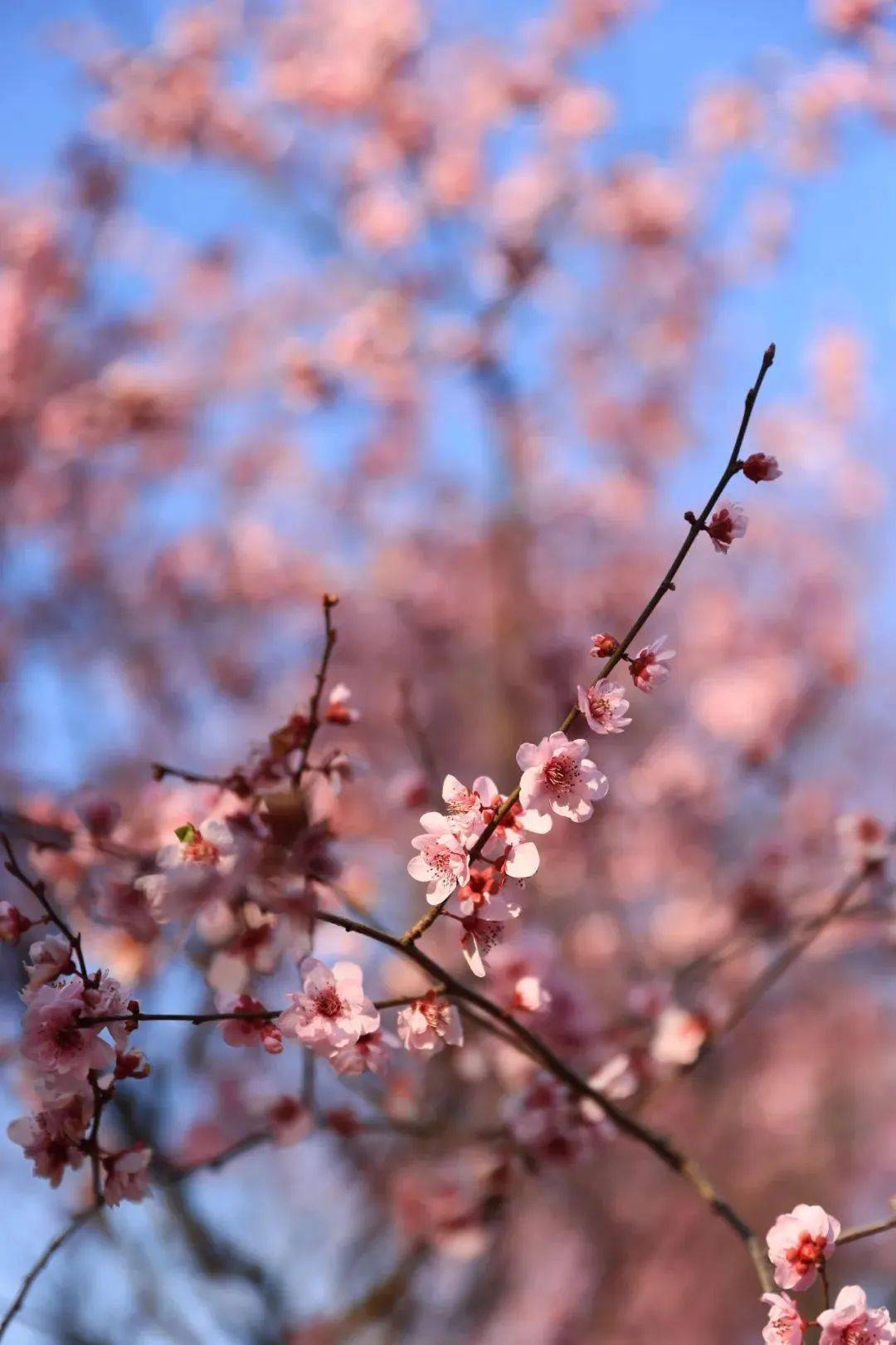 🌸微博【2024一肖一码100%中奖】-歼10首飞26周年：曾因三滴油推迟首飞 连续数日排查问题后将战机顺利送上蓝天