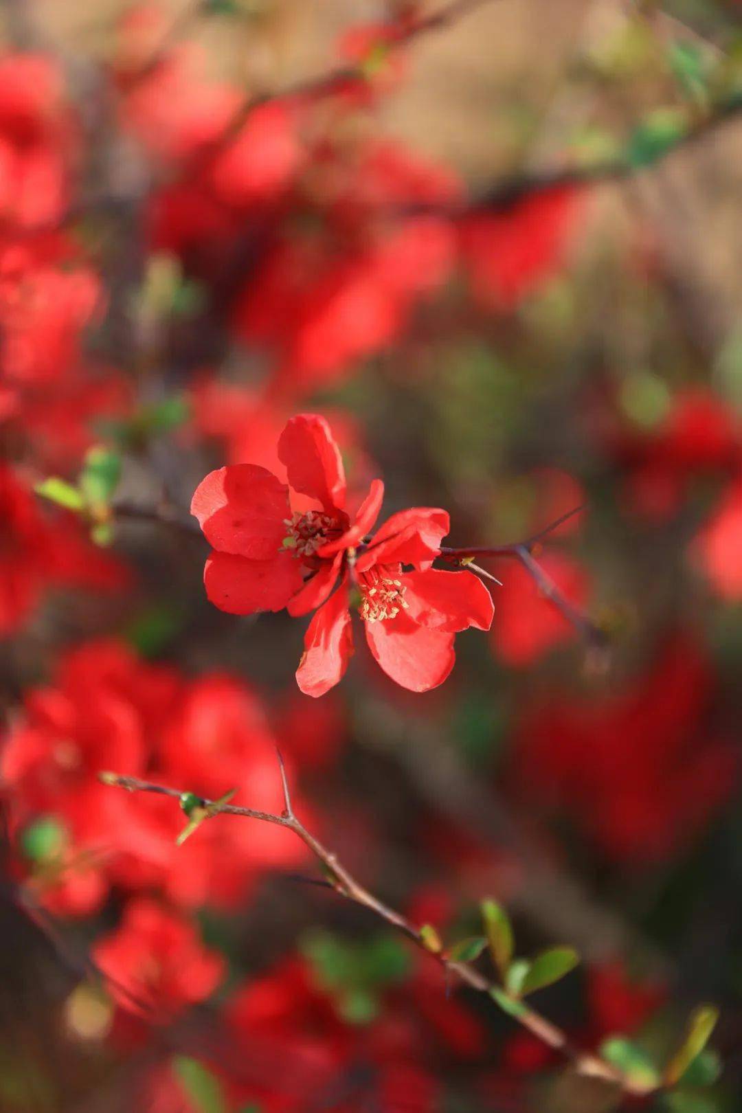 🌸影院365【管家婆一肖-一码-一中一特】-买完房子之后，“红本”和“绿本”有很大的区别，别吃了哑巴亏