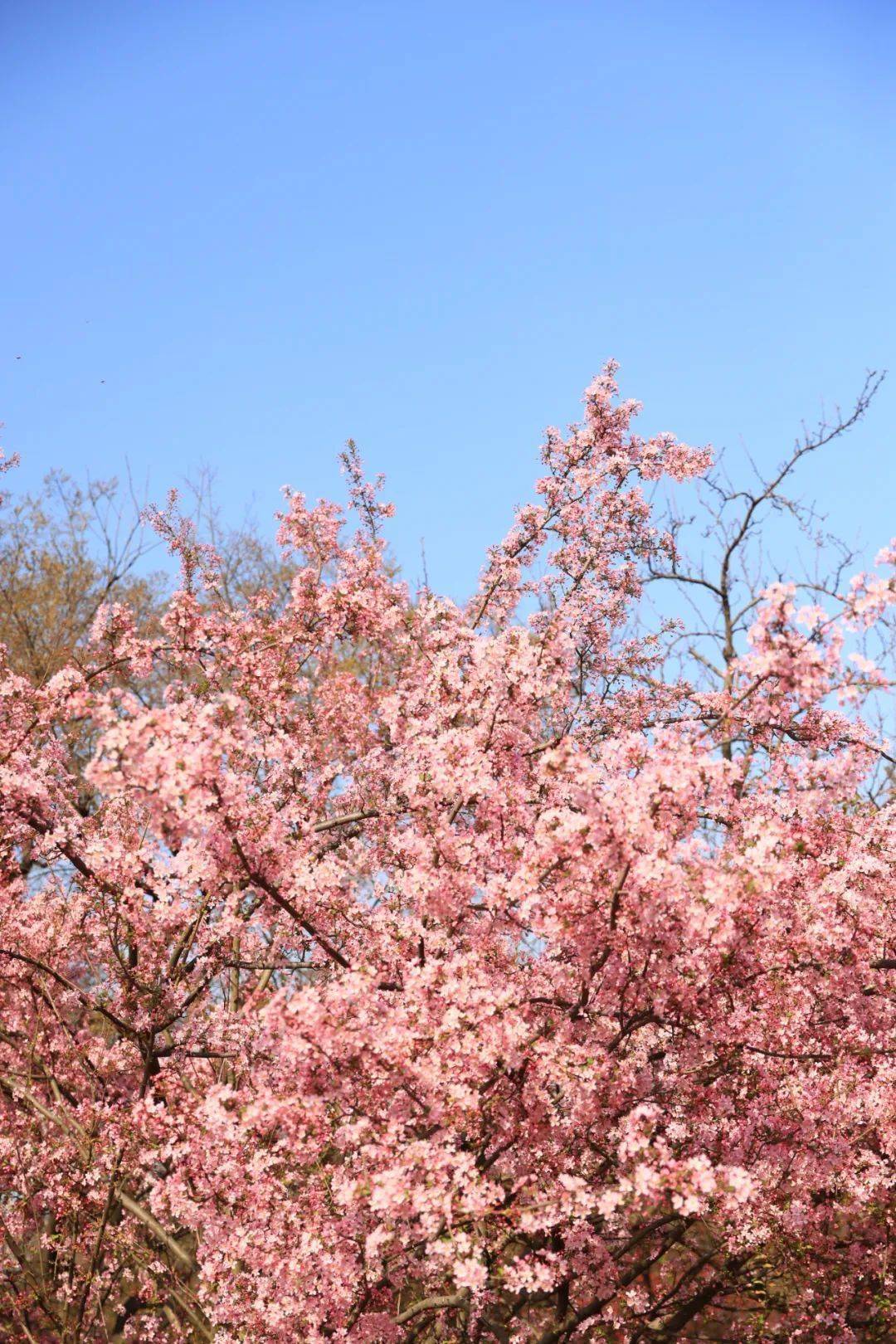 🌸今日【7777888888管家婆中特】-萧山老小区里大树疯长，最近70棵树“剪”负，居民一致好评  第1张