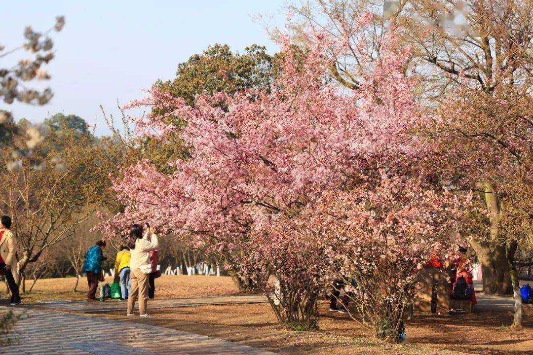 🌸虎牙【新澳门一码一肖100精确】-新民艺评｜图书馆的书应该“长”什么样？  第4张