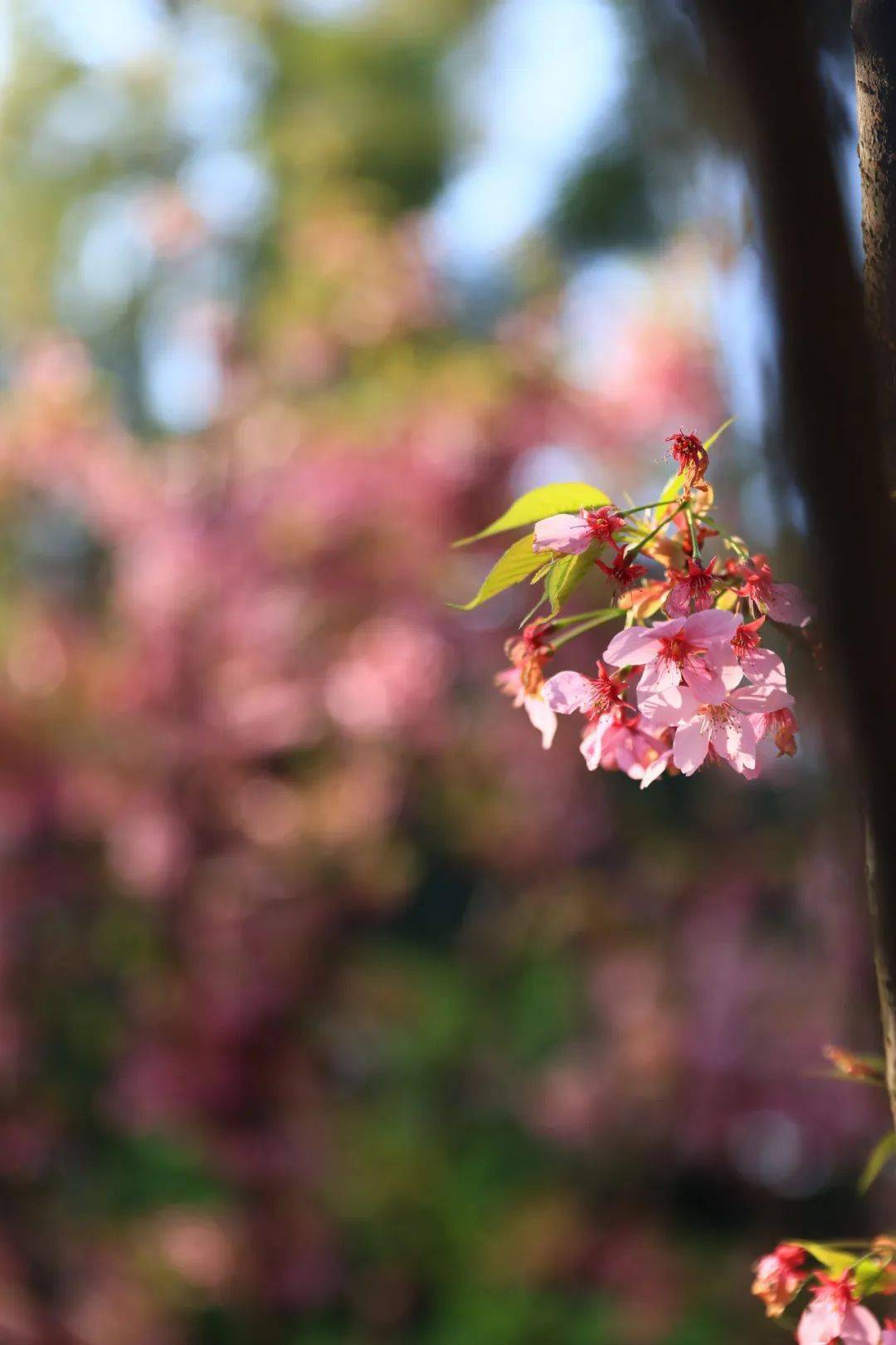 🌸快手短视频【管家婆一码一肖100中奖】-桃胶的功效与作用  第3张