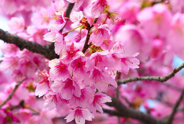 🌸趣头条【香港二四六开奖免费资料】-绿色“嘉”园丨新植樱花碧桃、增设健身步道！嘉定开放休闲林地+1