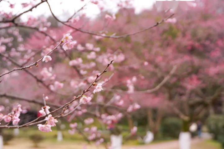 🌸豆瓣电影【新澳门一码一肖一特一中】-中国最贵的一棵树，掉下来的树叶曾拍卖到20万，尼克松得到过4两  第1张