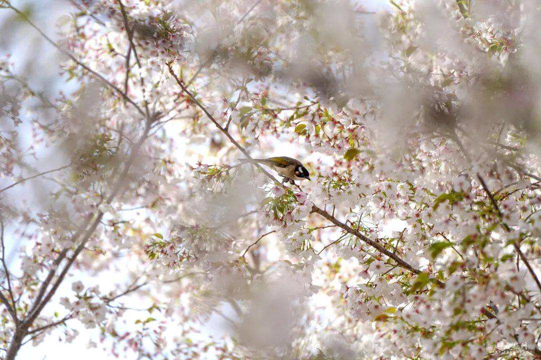 🌸谷歌【澳门管家婆一肖一码100精准】-【迎亚冬 强管理 优环境 树形象】实施“一二三”新举措 提升垃圾清运质量  第4张