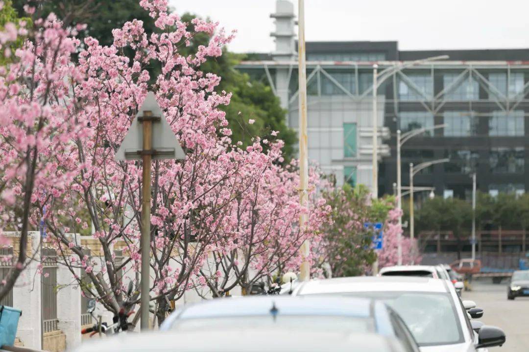 🌸天涯【澳门平特一肖100%免费】-若觉人生不开心，劝君读读史铁生 | 春日读书正当时