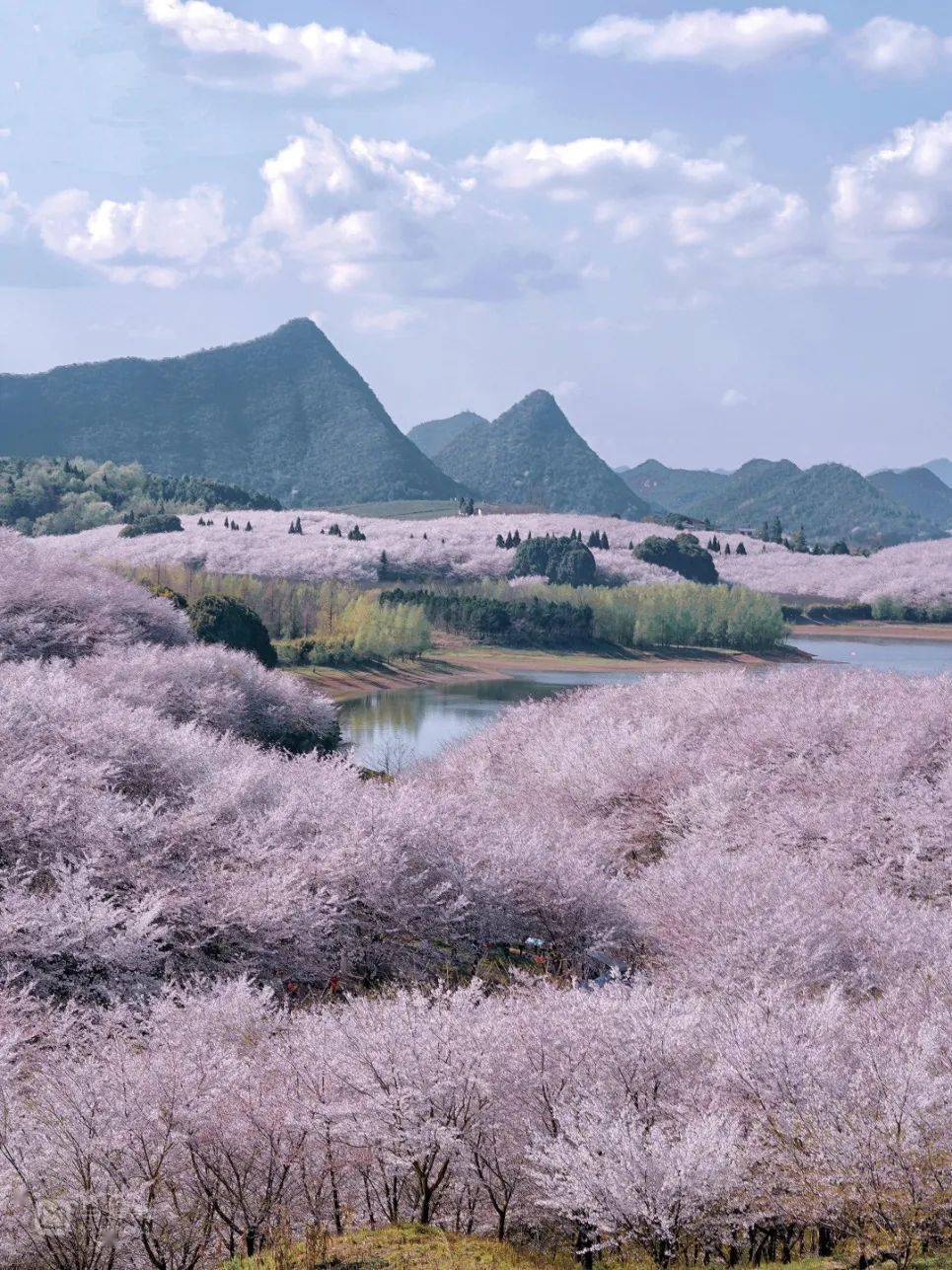 🌸影院365【管家婆一肖-一码-一中一特】-桑树嫁接苗和扦插苗哪个好？  第3张