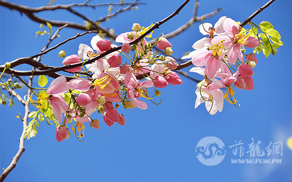 🌸网易视频【澳门一肖一码100准免费资料】-再见王树国：一生不变的家国情怀，缔造西安交大十年芳华