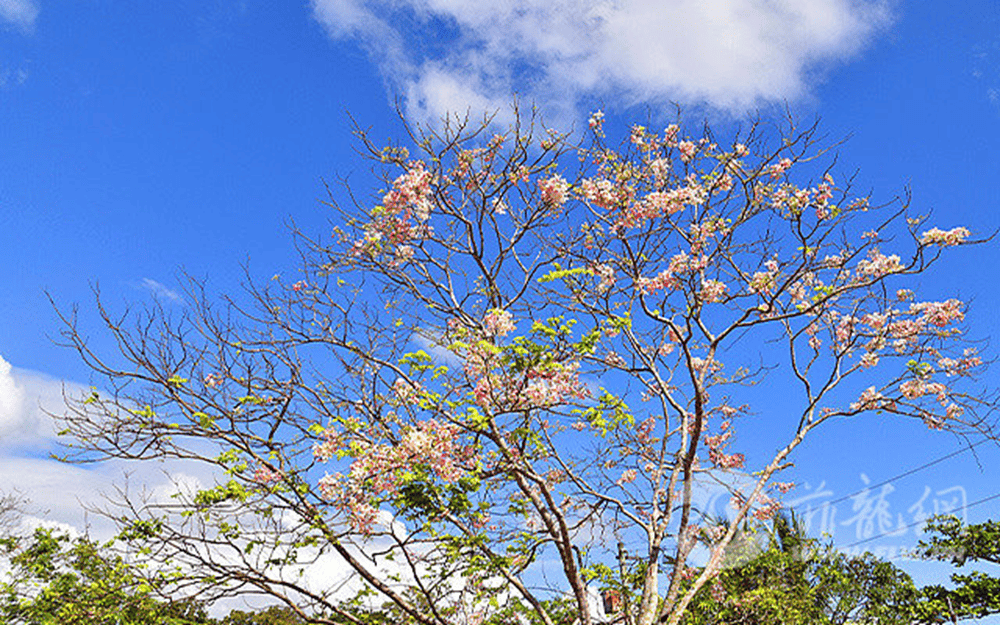 🌸新浪【494949澳门今晚开什么】-入户东莞好还是农村户口好