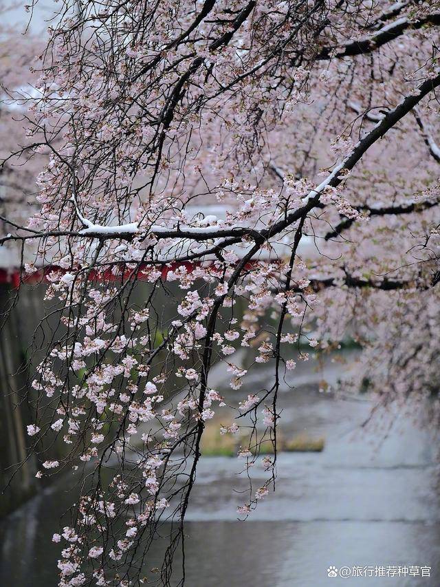 🌸谷歌【澳门管家婆一肖一码100精准】-“春宵一刻值千金”，下一句有人知道吗？明白后才知春宵多珍贵  第1张