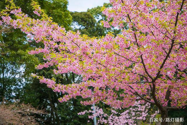 🌸猫扑电影【2024澳门资料大全正版资料】-两岸青年共植一片树，共护同心林