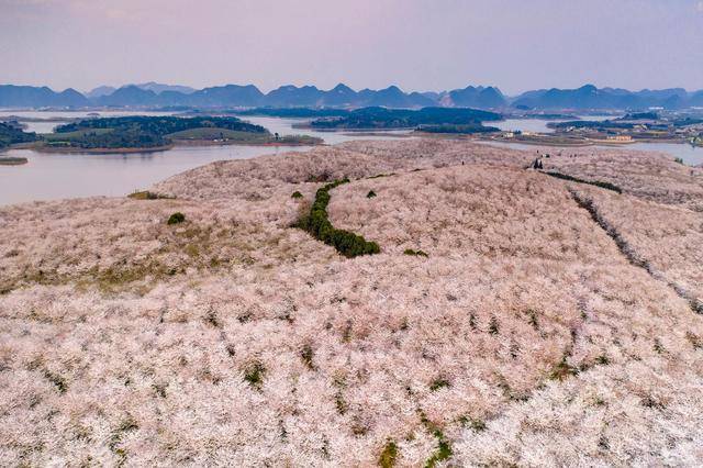 🌸虎牙【新澳门一码一肖100精确】-漯河：百余名市民共植樱花树