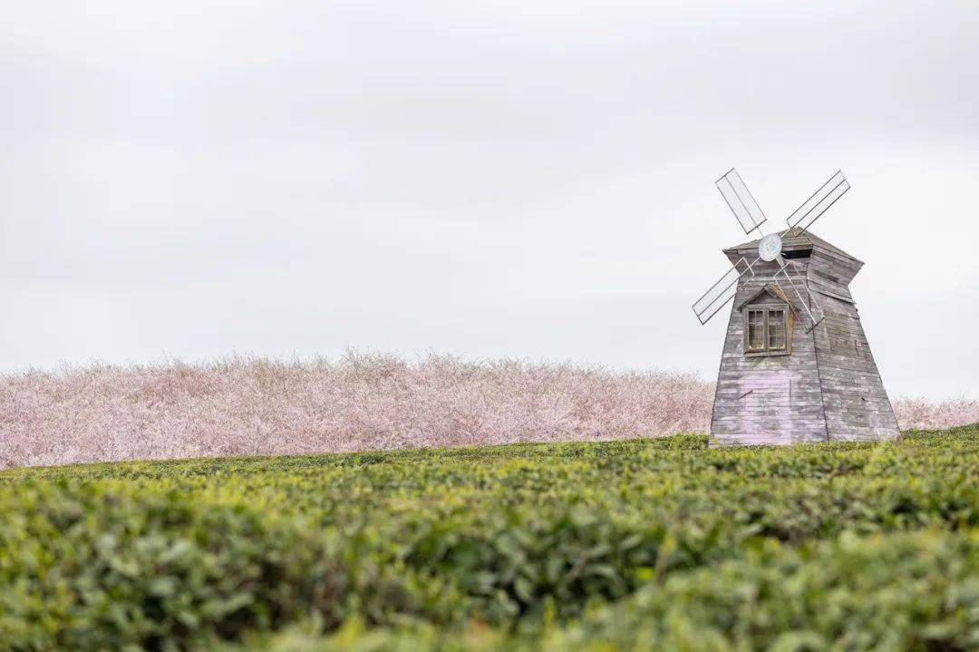 🌸美团【新澳2024年精准一肖一码】-红木家具设计寓意的象征  第1张