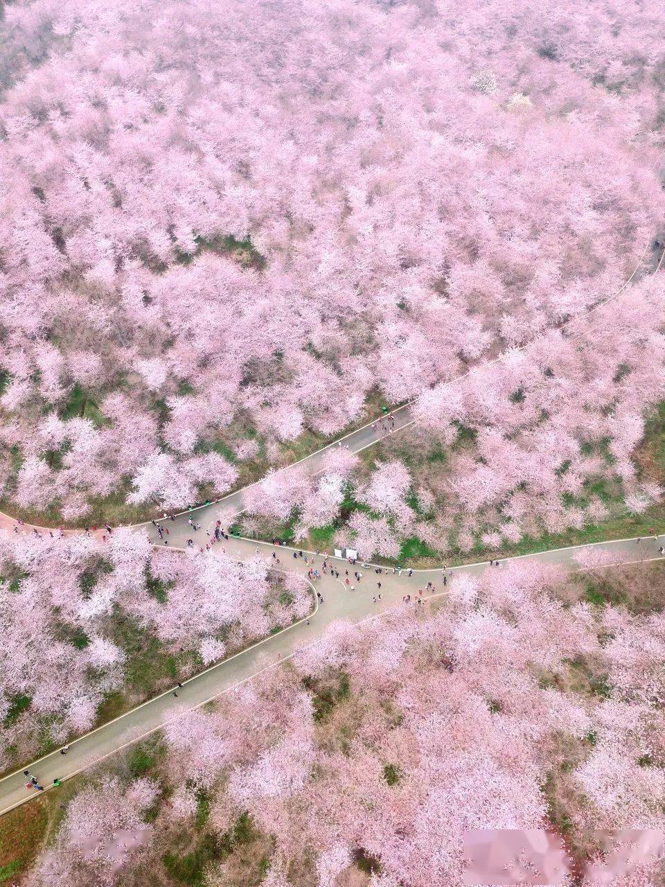 🌸好莱坞在线【2024年澳门今晚开奖号码】-元宵节，这些灯谜你猜对了吗？  第1张