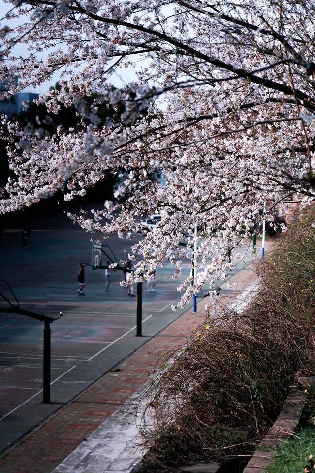 🌸微博【2024一肖一码100%中奖】-玉米被和大豆被哪个更好