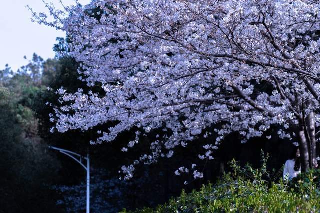 🌸影院365【管家婆一肖-一码-一中一特】-红心火龙果和白心火龙果哪个好？火龙果吃红的好还是白的好？  第3张