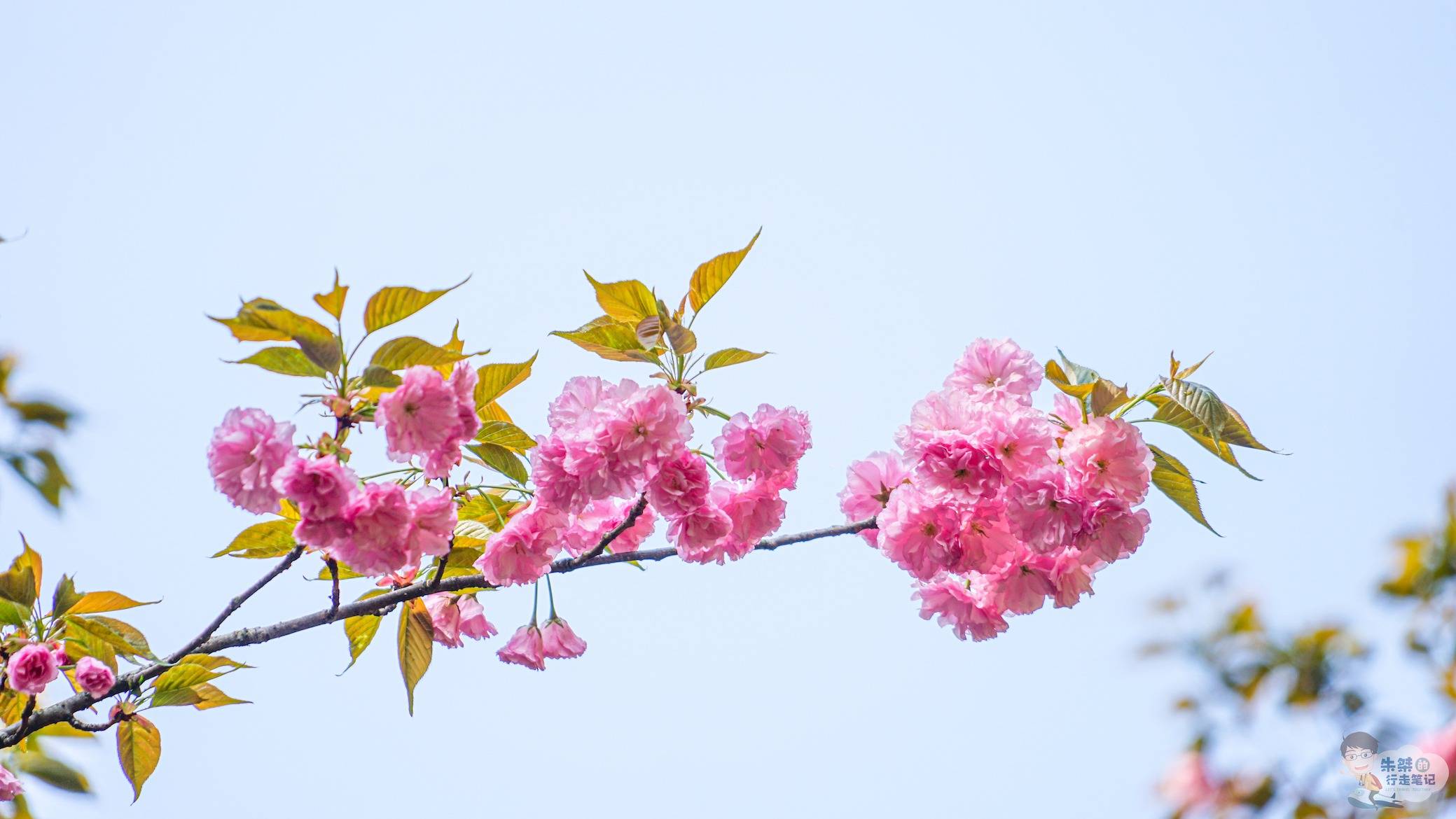 🌸飞猪视频【2024年正版免费资料大全】-智能门锁市场持续火热，高端智能锁赛道迎来实力派  第3张