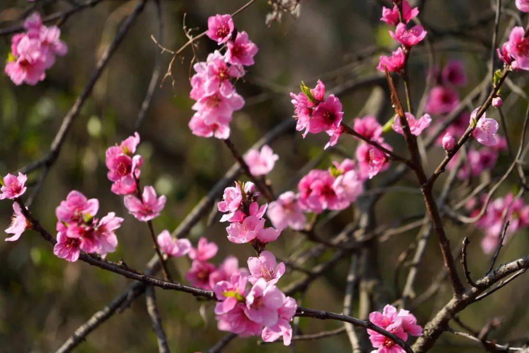 🌸芒果影视【新澳彩资料免费长期公开930期】-广东乡村绿化已种植苗木371万株 力推实现林分优化提升、森林抚育提升两个“200万亩”目标