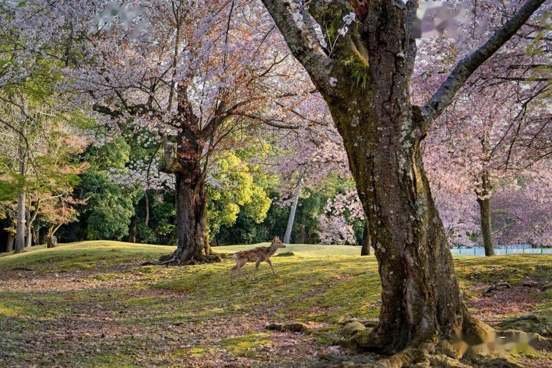 🌸搜狐【澳门今晚必中一肖一码准确9995】-装修地暖好还是暖气片好？  第1张