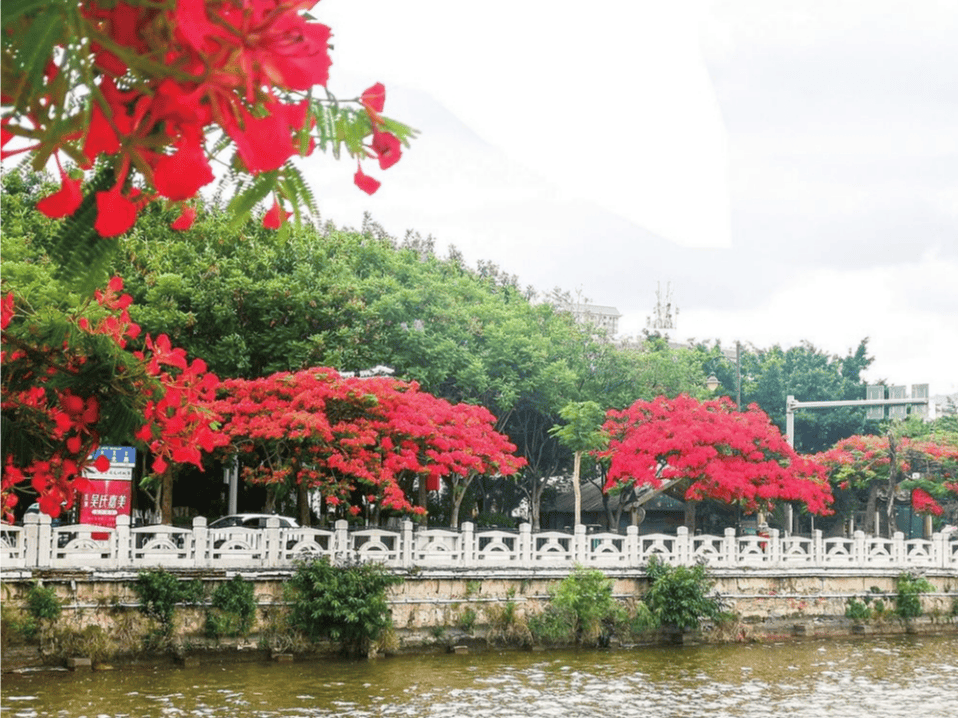 🌸虎牙【新澳门一码一肖100精确】-夏日番禺的“凤凰”传奇，花开满枝头！