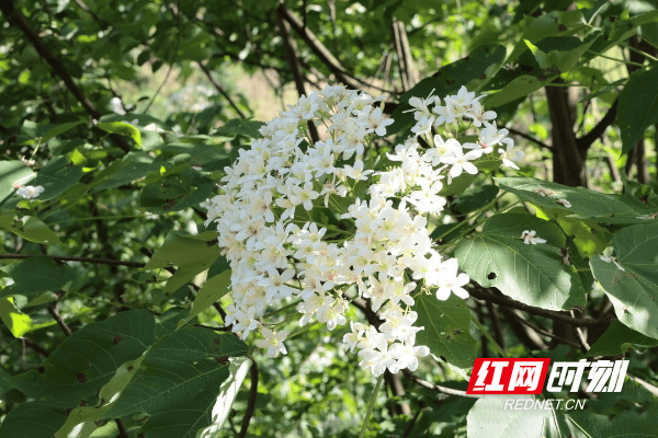 🌸猫眼电影【澳门一码一肖一特一中中什么号码】-韩知名男星爬樱花树上拍照，遭韩网批评：这种行为真糟糕