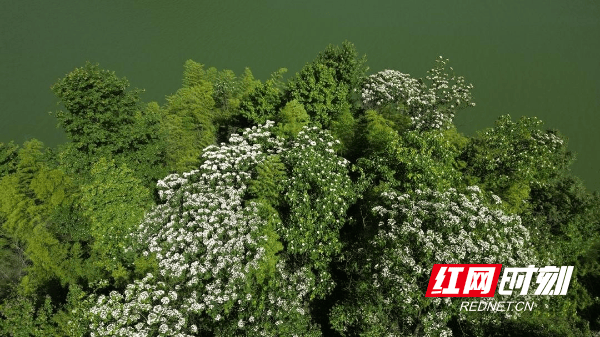 岳阳日报:管家婆一肖-一码-一中一特-林威表现出色，三分命中率100%，无视西热力江退赛。  第2张