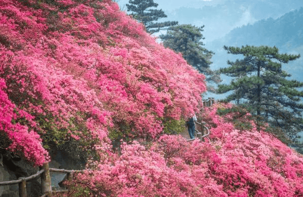 🌸美团【2023管家婆资料正版大全澳门】-动物“长度”之最！看看各领域的纪录保持者长什么样  第5张