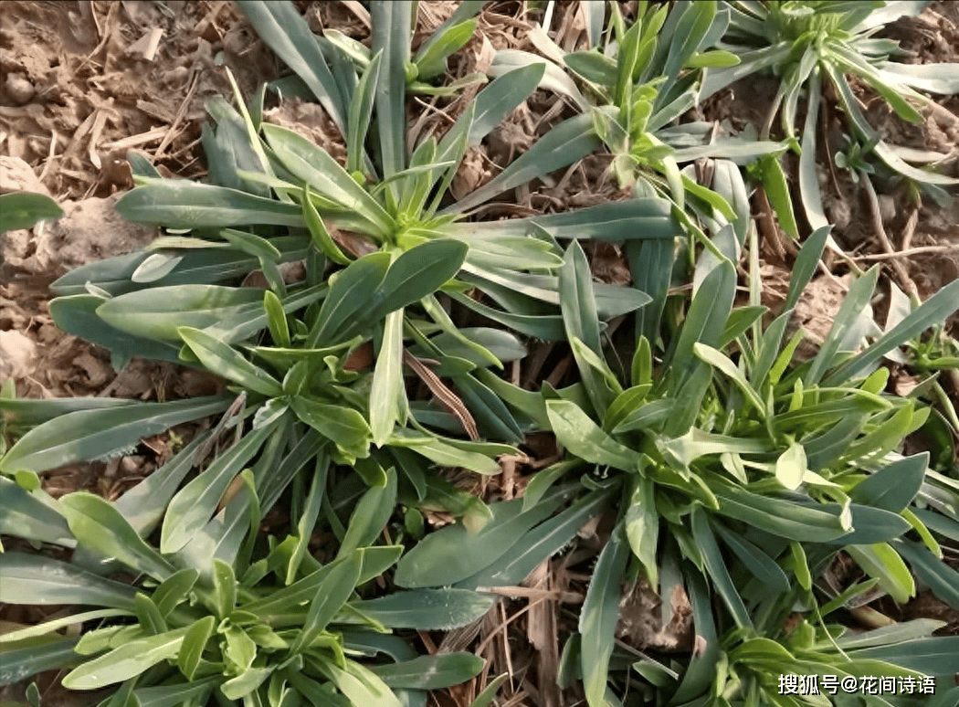 🌸虎牙【新澳门一码一肖100精确】-黑枸杞和红枸杞有什么区别？哪个功效更好？  第2张