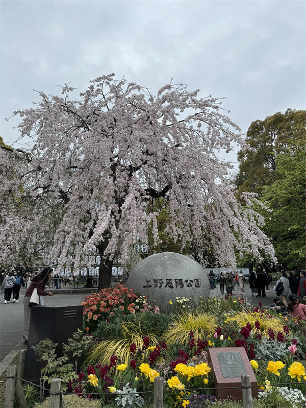 🌸谷歌【澳门管家婆一肖一码100精准】-【赣南种植】葡萄春季抹芽的方法、时期和注意事项