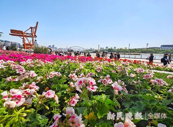 🌸趣头条【香港二四六开奖免费资料】-一个就卖几百甚至上千，一株树果实收入十几万，究竟是啥摇钱树？