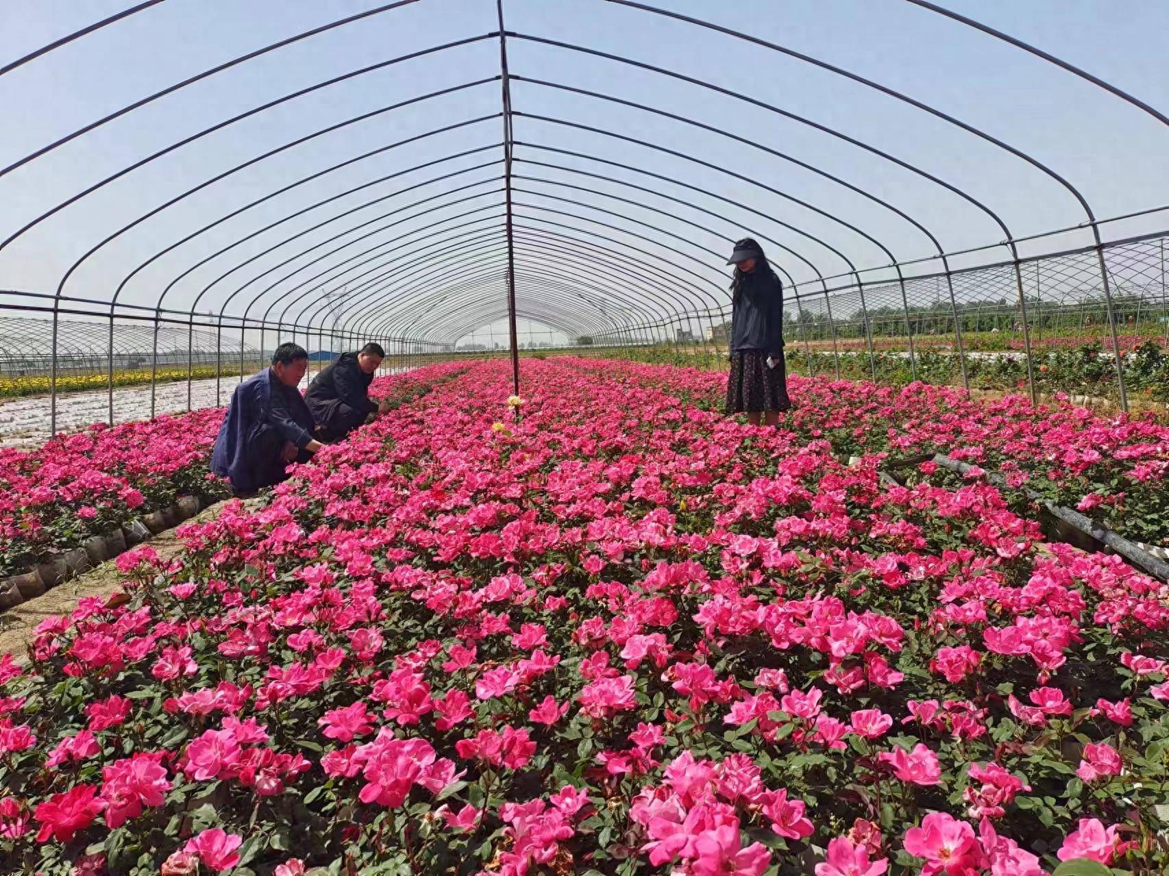 🌸虎牙【新澳门一码一肖100精确】-蔬菜价格行情走势分析/浙江杭州农产品批发市场最新报价表（2024年05月08日）  第1张