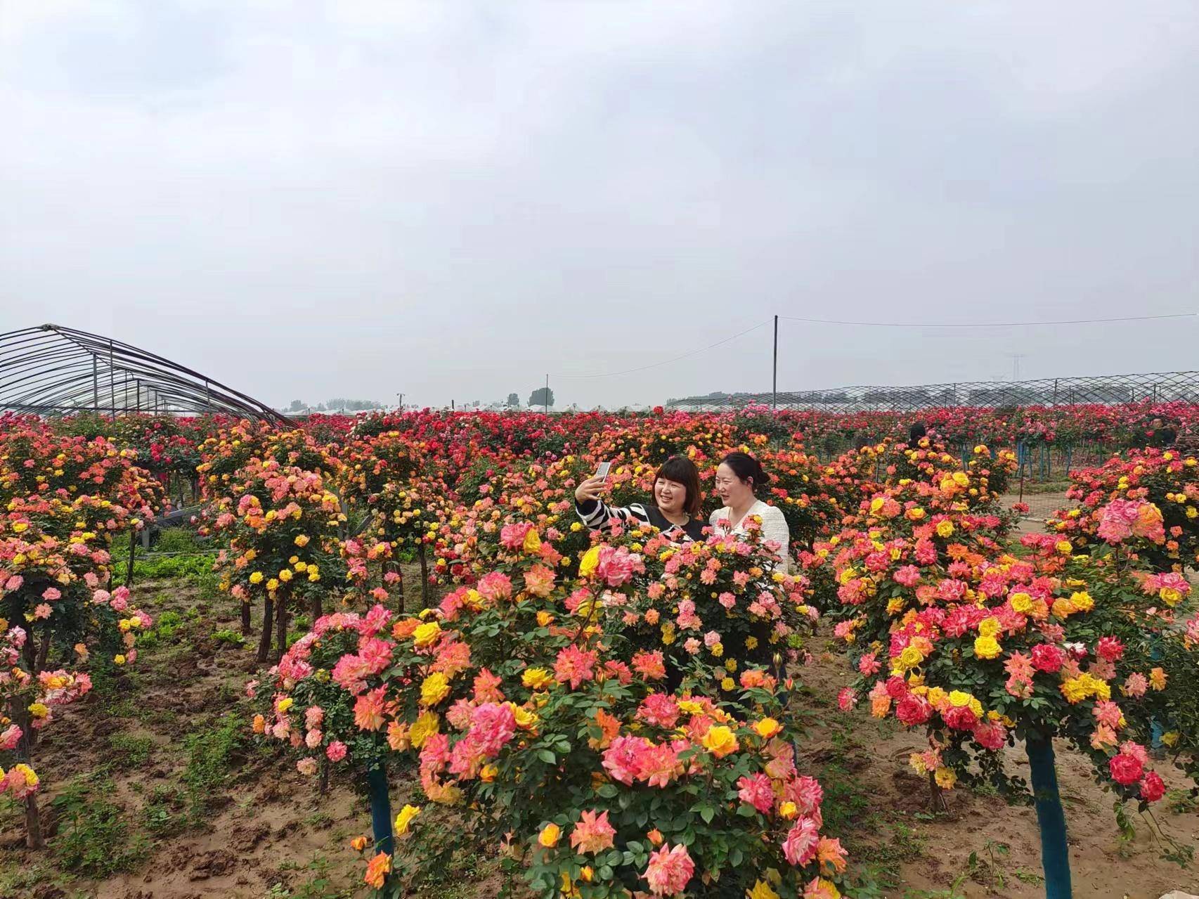 🌸好莱坞在线【2024年澳门今晚开奖号码】-光伏树寿命是多久  第2张