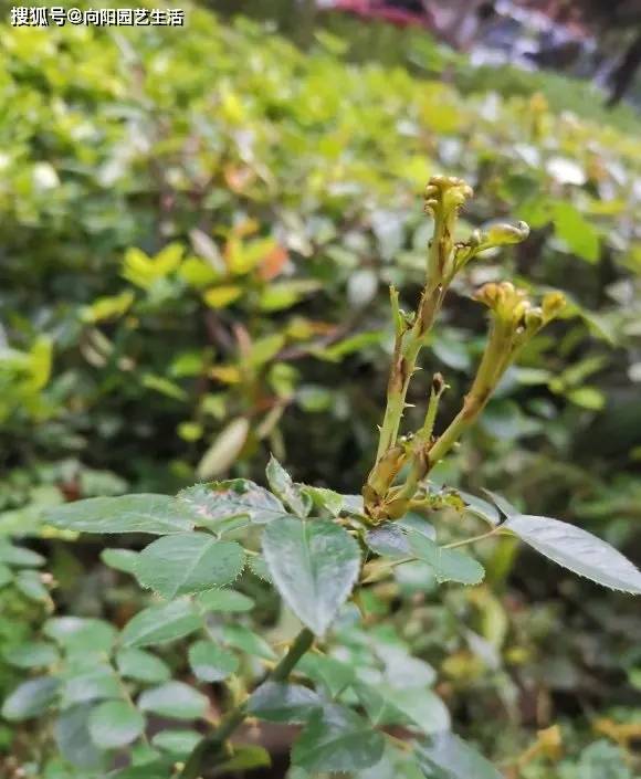 🌸豆瓣电影【新澳门一码一肖一特一中】-我国出土的一些伏羲女娲图中，手中拿着曲尺和圆规，有什么寓意