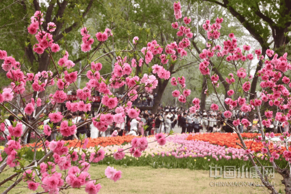 🌸电视家【今期澳门三肖三码开一码】-玉树老桩养成三部曲  第3张