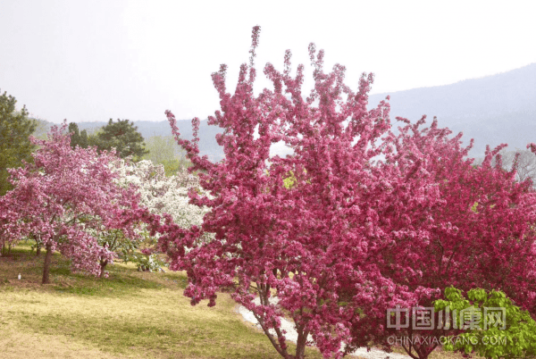 🌸腾讯【澳门六开彩天天开奖结果】-一人不登高，两人不看井，三人不抱树，四人不赶集，是什么意思？  第2张