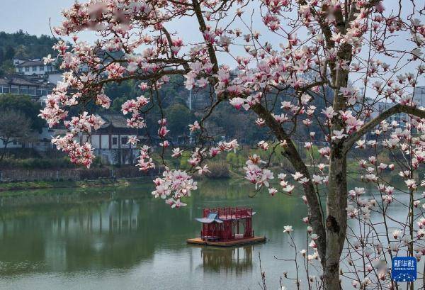 🌸谷歌【澳门管家婆一肖一码100精准】-桃花、樱花、杏花…你到底是什么花！