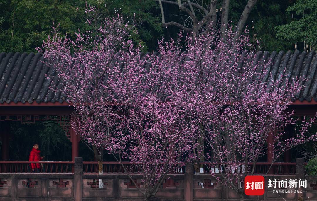 🌸网易视频【澳门一肖一码100准免费资料】-八宝饭是一道美味的佳肴，更是一份富含寓意和文化内涵的美食佳品  第1张