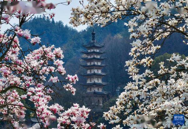 🌸今日【7777888888管家婆中特】-【视频】南京中山植物园内，樱花盛开迎客来  第1张
