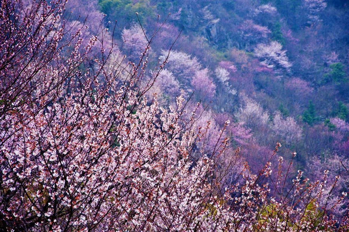 🌸酷我音乐【2024一肖一码100精准大全】-池州市开展旅游市场价格专项检查