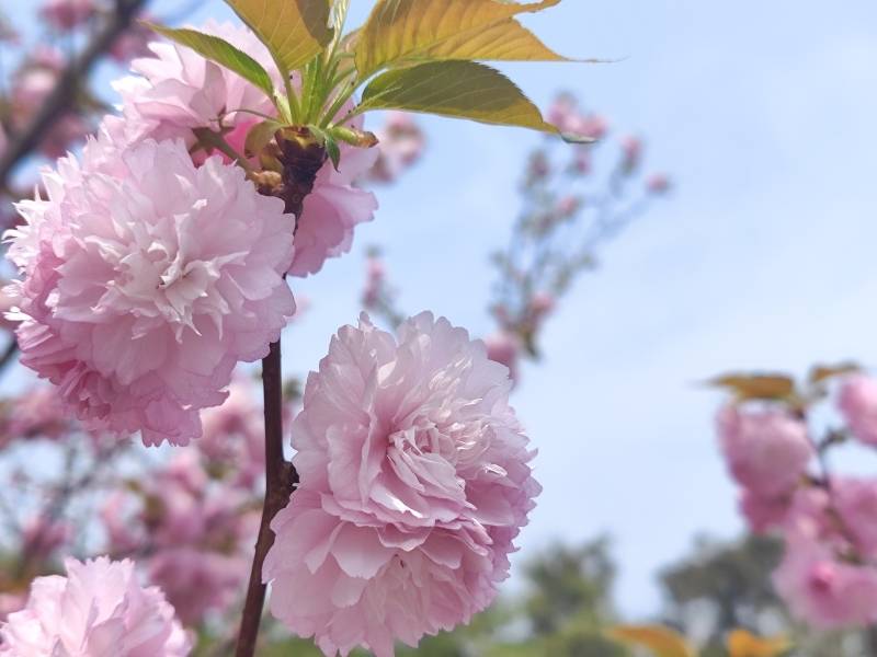 🌸龙珠直播【澳门一肖一码精准100王中王】-【迎亚冬 强管理 优环境 树形象】多部门发力，让“弃管”小区变“齐管”家园