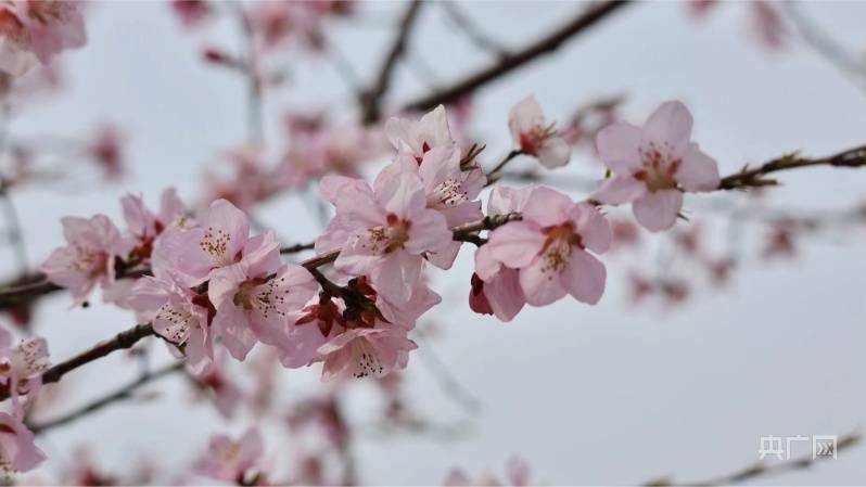 🌸爱奇艺【澳门一肖一码必中一肖一码】-“五树进宅，人穷家败”，到底是什么意思？老祖宗的经验之谈