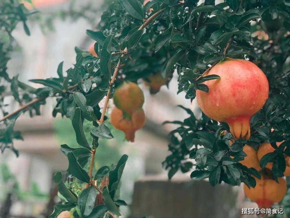 🌸新浪电影【澳门王中王100%期期中】-《花间令》水波纹组织是杨济安吗？顾雍说的杨是谁？  第5张